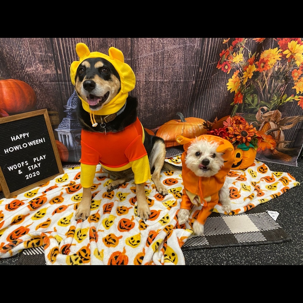 Tigger costume for a small dog!!🤩